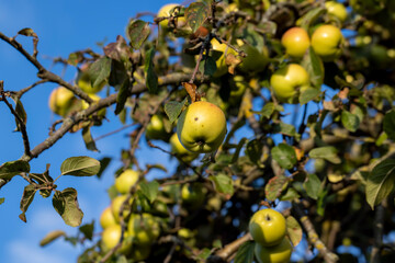 Ripe apples hanging on a tree in the orchard