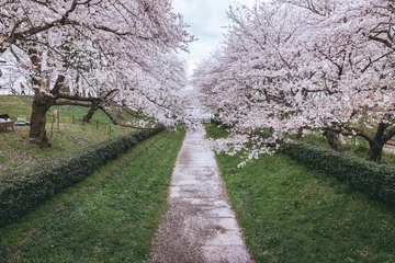 Poster Pink sakura cherry blossom  tree in Gongendo park Satte City Saitama Japan in spring season © Peera