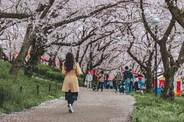 Traveler asian woman travel in sakura cherry blossom  tree in Gongendo park Saitama Japan in spring season - 601346662