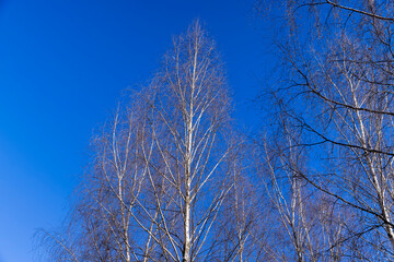 leafless birch trees in early spring in sunny weather