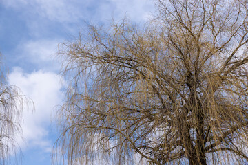 bare willow trees in the spring season in the park