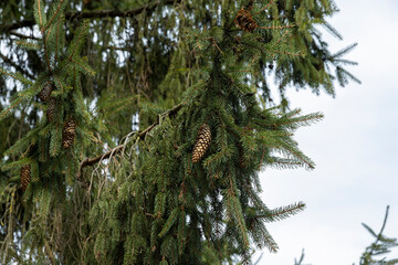 the beginning of spring in the park with coniferous trees