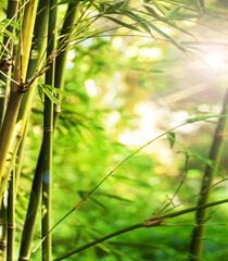 Fototapeta na wymiar Nature, sun and bamboo plant in forest for natural environment, ecosystem and plant background. Earth, sustainability and closeup of leaf for organic, gardening and ecology with sunshine in woods