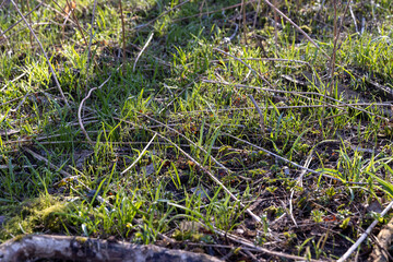 sunny green grass and small yellow flowers in the forest