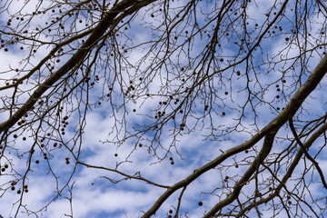 a tall sycamore tree with branches without foliage