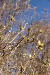 leafless birch trees in sunny weather in spring