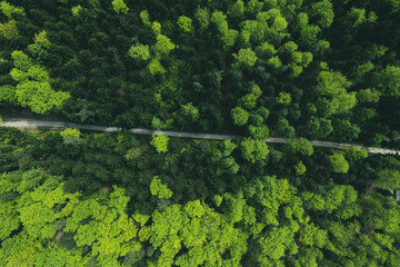 Road trough lush green forest, aerial drone view