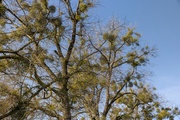 Trees covered with the mistletoe parasite in early spring
