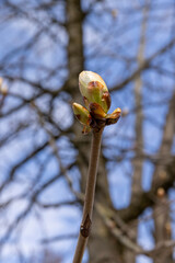 deciduous trees in the park in the spring season