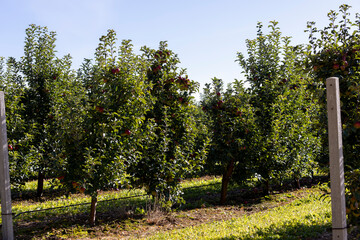 Apple orchard with red ripe apples hanging on branches