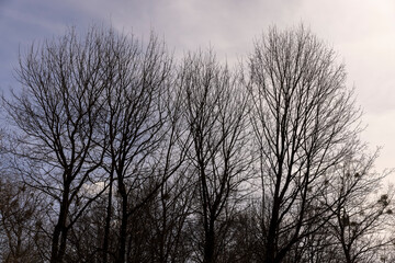 Branches of deciduous trees in the park in spring sunny weather