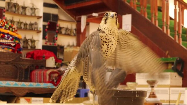 Grey falcon in Doha Qatar.
Close up of a falcon in Souq Waqif in Doha Qatar.
Saker (Saqr) falcon (Falco).
Falconry or keeping falcons and racing them in the Middle East, Arabian Gulf