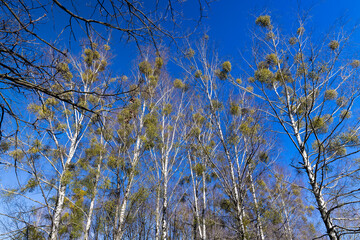 leafless birch trees in early spring in sunny weather