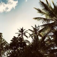 palm trees at sunset