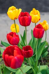 Colorful yellow and red tulips grow with green leaves on the plot. red and yellow tulips