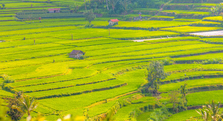 Obraz premium Green rice terrace fields on Bali island at sunset - Ubud, Indonesia