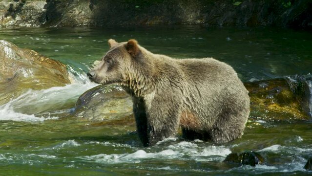 A wild bear stands in the water, sniffing around with its nose. Alaska's Summer: A Trio of Scenery Featuring Salmon, Brown Bears, and Rivers.