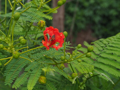 Red Fern Leaf