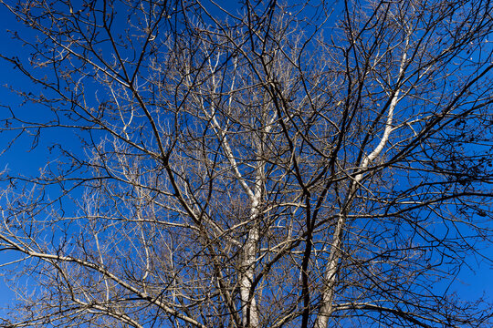 deciduous trees in the park in the early spring season