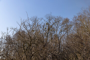 Obraz na płótnie Canvas Bare trees in early spring in sunny clear weather