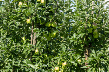 Apple orchard with a mature harvest of green apples