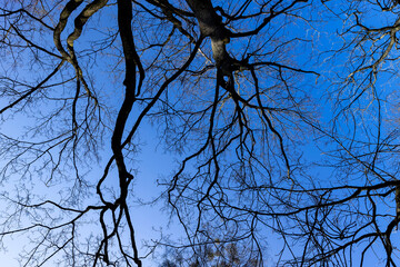 deciduous trees in the park in the early spring season