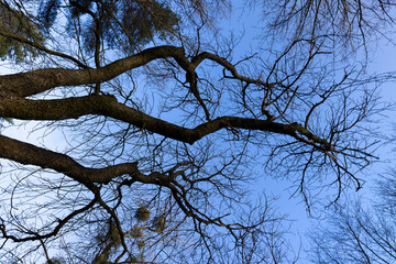 Bare trees in early spring in sunny clear weather