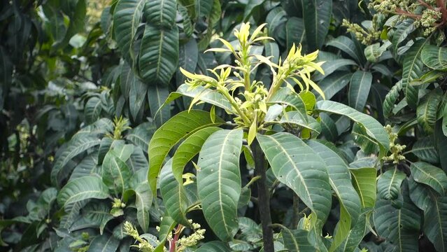 Mangifera indica commonly known as mango. A shot of fruit bearing tree with small mangoes and its flowers.