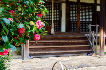 【奈良県】奈良市 白毫寺 (2023/04/11撮影)