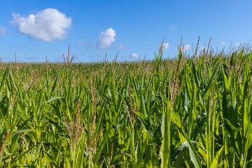 Green corn in the summer against the blue sky