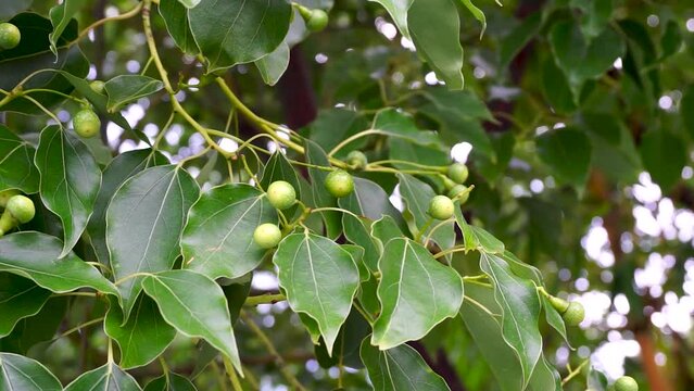 A close up shot of camphor laurel seeds and leaves. Cinnamomum camphora is a species of evergreen tree that is commonly known under the names camphor tree, camphorwood or camphor laurel.
