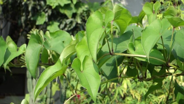 A close up shot of Dioscorea batatas, Igname de Chine, vine. Horticultural climbing plants.