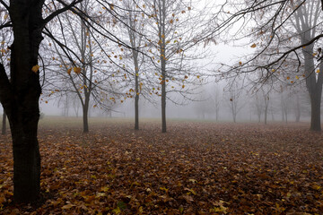 Bare deciduous trees in the autumn season in cloudy weather