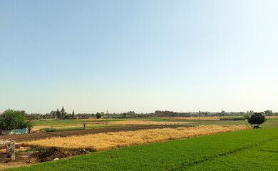 Panoramic view over Green and Golden ripe wheat fields and blue sky, countryside Egypt's Nile River...