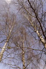 Birch tree branches in the park in spring sunny weather