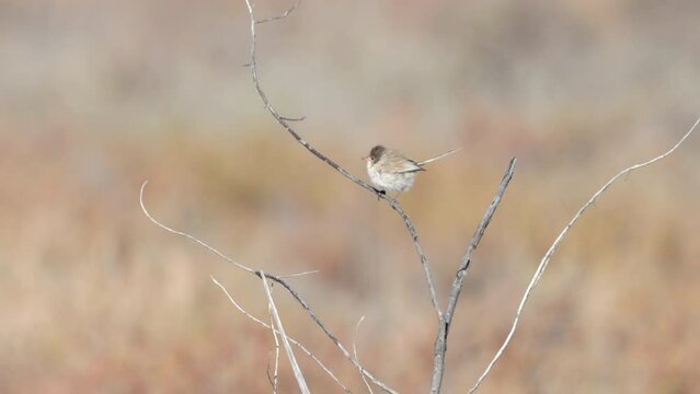 a slow motion clip of a female white-winged fairywren perching in a dead bush at lake bindegolly national park in outback queensland, aust
