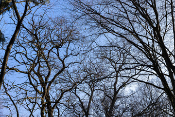 Bare trees in early spring in sunny clear weather