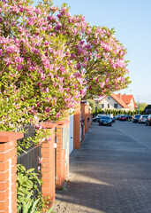 Gorgeous blooming pink magnolia in the private sector of Europe.