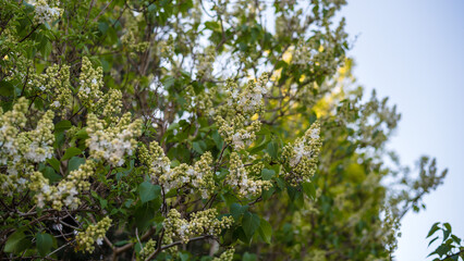 Blooming white lilac. beautiful flower background