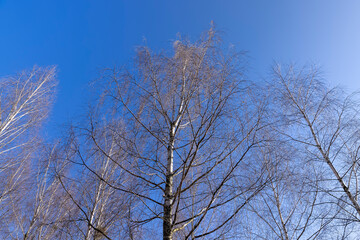 Fototapeta na wymiar leafless birch trees in early spring in sunny weather