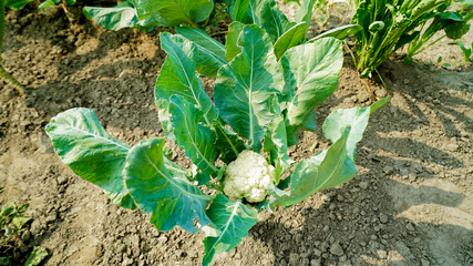 Indian organic Fresh Cauliflower