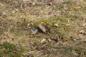 Naklejka na ściany i meble old leaves fallen in autumn on the ground in the spring season