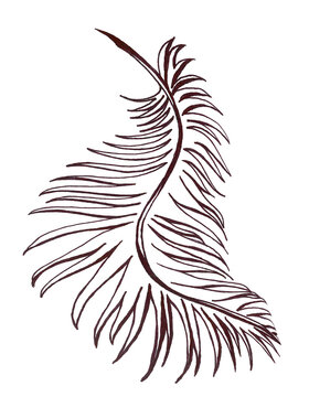 Isolated digital image of an exotic fluffy feather or palm leaf with a lot of curved petals. Elegant monochrome illustration for a creative design. Creative modern decor for nature and animal lovers.