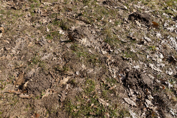 old leaves fallen in autumn on the ground in the spring season