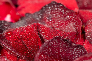 beautiful dried rose petals in drops of pure water