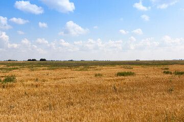 Agricultural field with a large number of yellow cereals