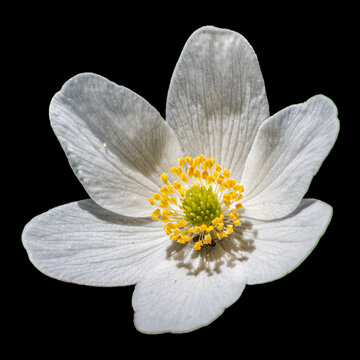 Wood Anemone