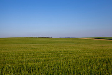 beautiful blooming rapeseed flowers in spring
