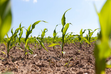 small green corn sprouts in the summer