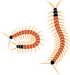 Scolopendra logo. Isolated scolopendra on white background